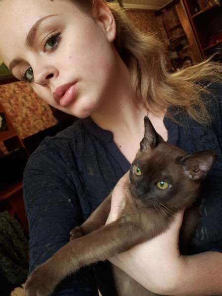 Бурманские котята в Санкт-Петербурге фото 8