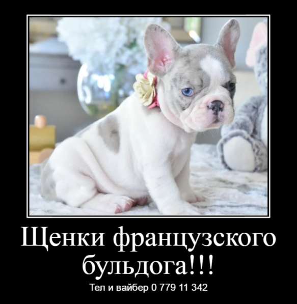 Щенки джек рассел терьера! в фото 14