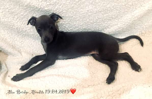 Piccolo levriero italiano в Москве