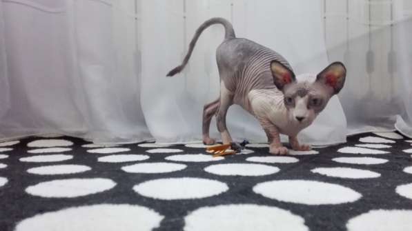 Сфинкс! в фото 6