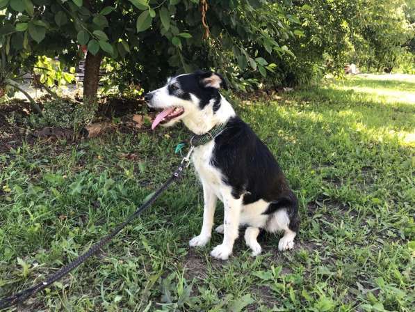 Собачка Лейси в Краснодаре фото 25