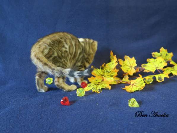 Бенгальская девочка - Ben Amelia Azalea Miret в Москве фото 5