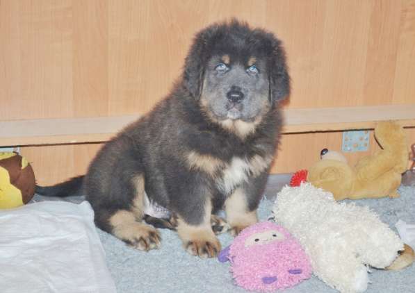 Тибетский мастиф - лучший страж на территории в Москве фото 60