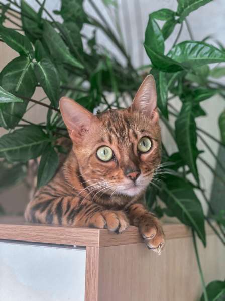 Красивейшая бенгальская кошка Стефания ищет дом и семью в Белгороде