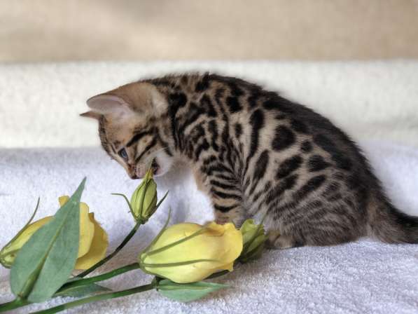 Предлагаются Бенгальские котята из питомника с документами в фото 46