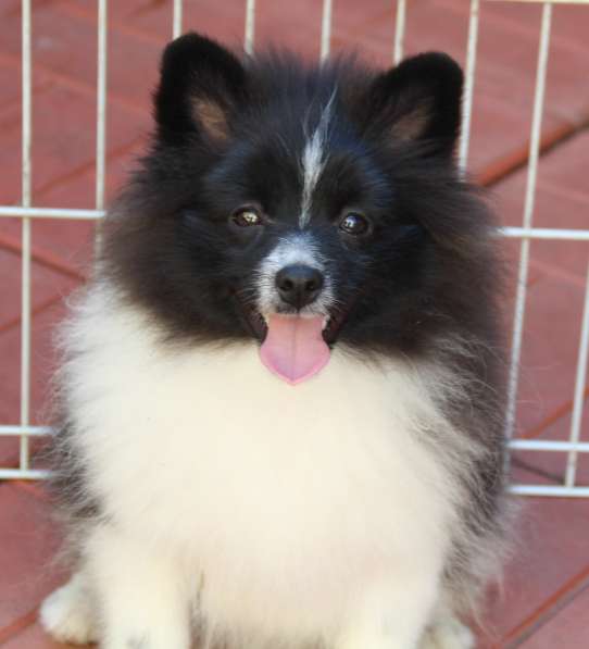 Щенки шпица в Раменское фото 20