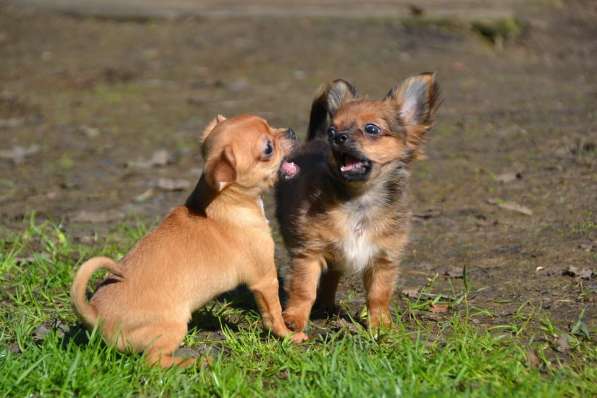 Миниатюрные щенки чихуахуа