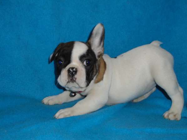 Французский бульдог элитные щенки в Москве фото 16