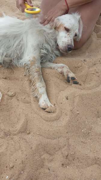 Пёс ищет друга и хозяина в Москве фото 3