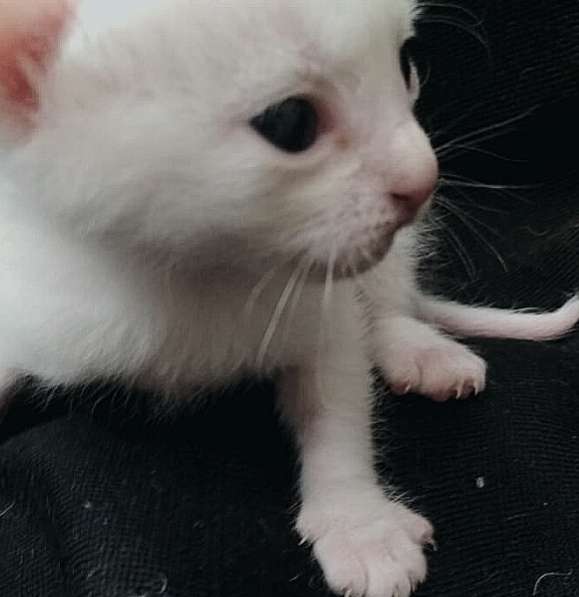 Котёнок донской сфинкс. браш, белый в Прокопьевске фото 9