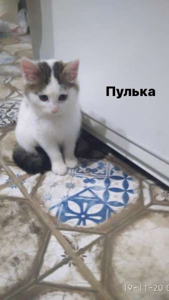 Котята в дар в Дзержинске фото 5