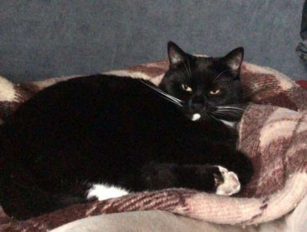 Масяня, самый добрый котик в добрые руки в Москве фото 5