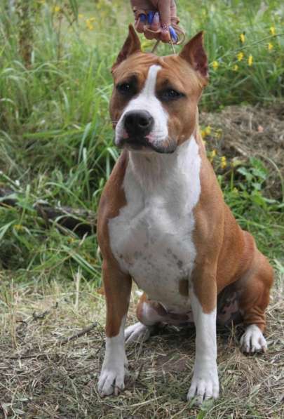 Шикарный рыжий мальчик аст резерв ркф в Москве