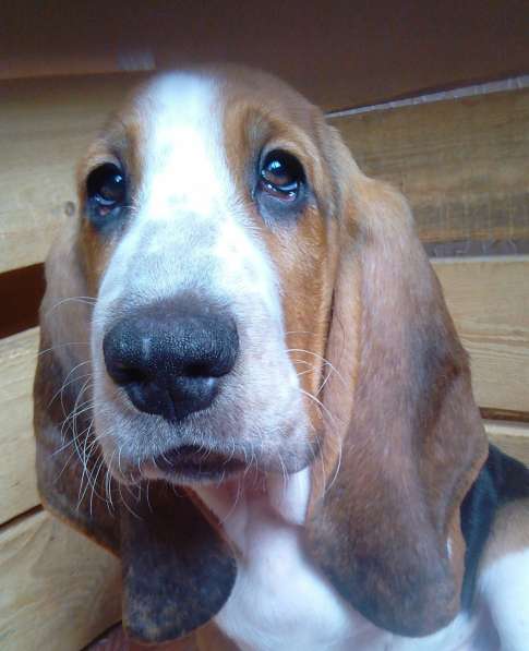 Щенки Бассет-хаунд в Армавире фото 11