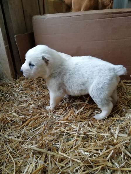 Щенки Среднеазиатской овчарки в Москве фото 18