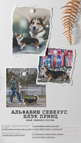 Вельш корги пемброк в Москве