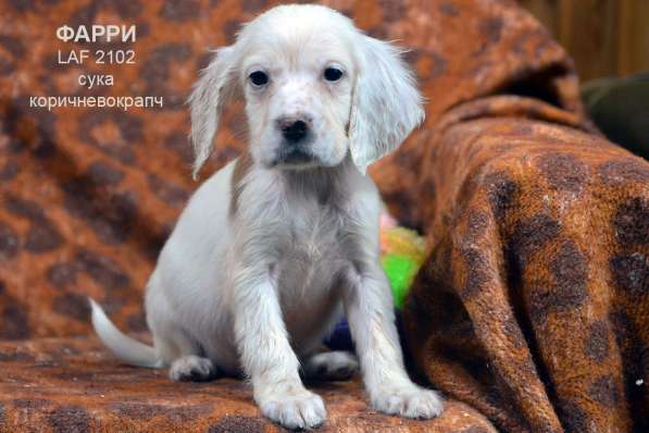 Английский сеттер щенки из элитного питомника в Москве фото 82