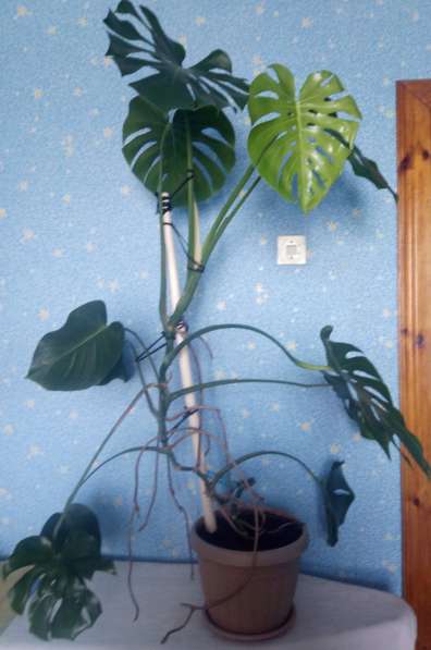 Продам комнатное растение МОНСТЕРУ в