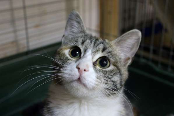 Милая Тесси мечтает стать домашней в Москве фото 10