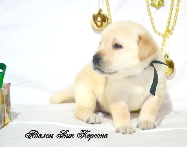 Щенки лабрадора из питомника в Белгороде фото 28