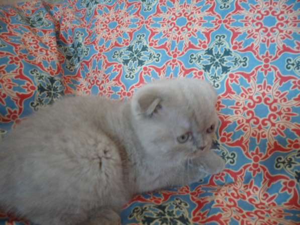 Шотландский котенок в Москве