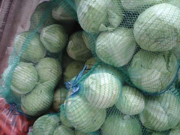 Оптовые поставки свежей Белокачанной капусты. Низкие цены! в Чебоксарах фото 3