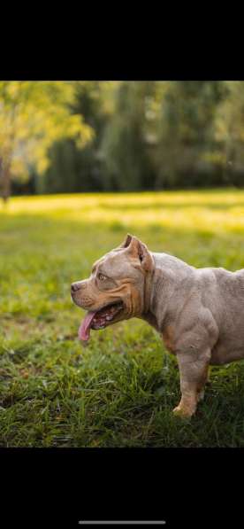 Шикарная девочка American Bully ABKC в Москве фото 4