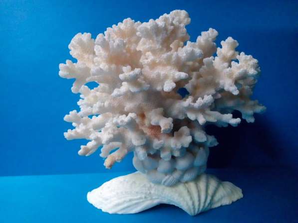 Коралл на тридакне 11,7 - морской сувенир в Ялте фото 3