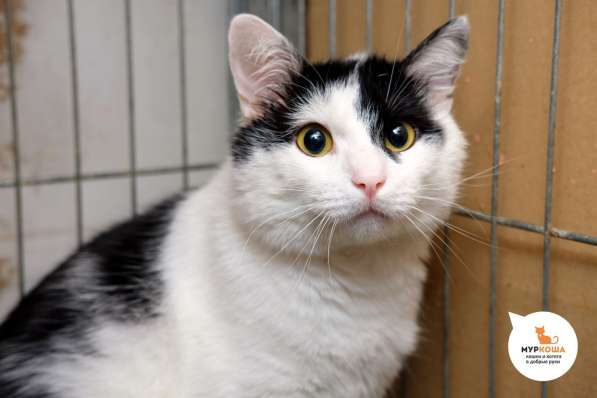 Черно-белый красавец Джоун Сноу мечтает обрести семью в Москве фото 3