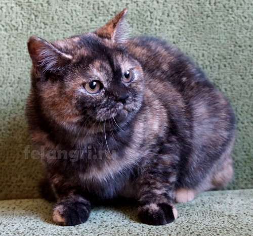 Коты и кошки британские в Новокузнецке фото 6