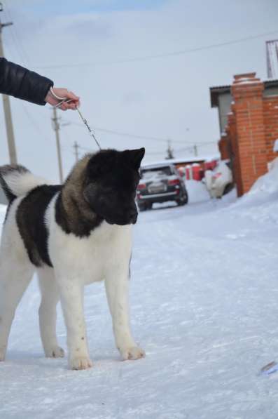 Акита в Ростове-на-Дону фото 16