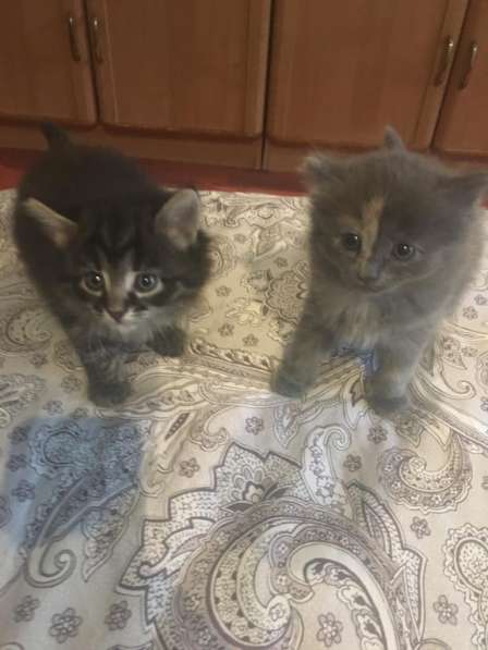 Отдам котиков в добрые руки