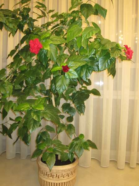 Продаю комнатное дерево китайская роза (гибискус) в Ростове-на-Дону фото 4