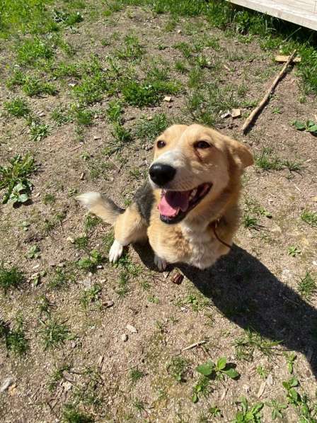 Милая маленькая собачка ищет дом в Санкт-Петербурге фото 17