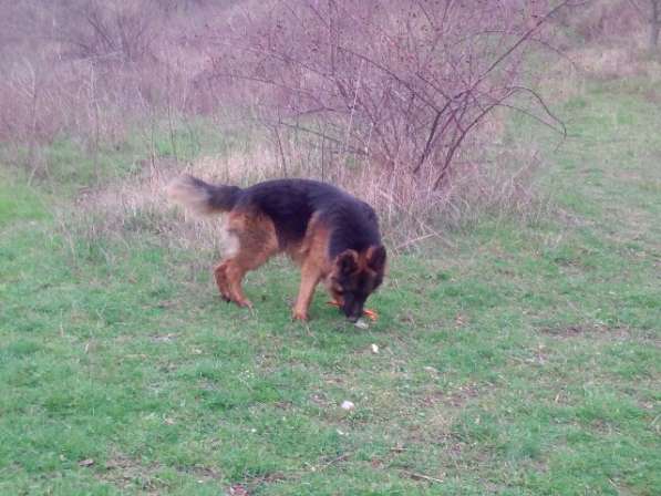 Отличный Кобель немецкой длинношерстной овчарки в Алуште фото 21