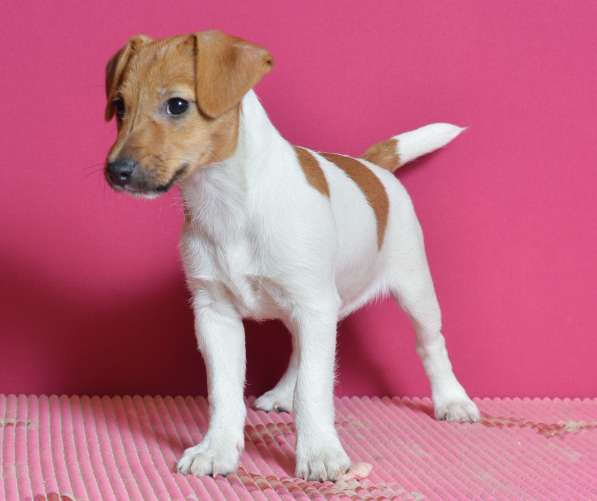 Джек рассел терьер щенки в Архангельске фото 17