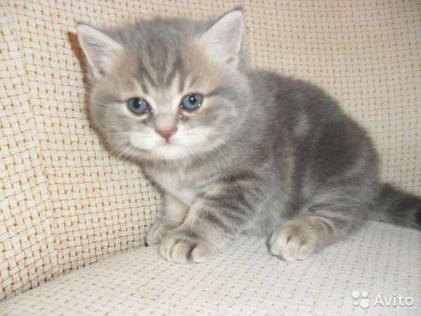 Котята-вислоухие и прямоухие в Костроме фото 17