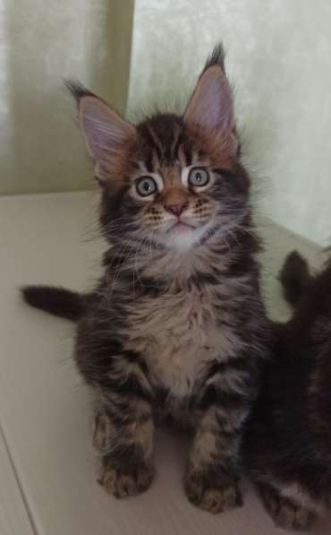 Крупный котенок Мейн кун в Москве фото 12