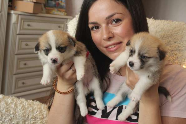 Продажа щенков корги/ puppies for sale в Туле фото 5
