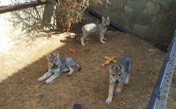 Чехословацкая волчья собака, щенки