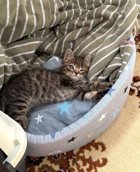 Особенный котёнок Гномик в самые добрые руки в Москве фото 6