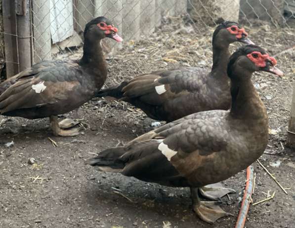 Мускусные утки тяжелой линии в Москве фото 4