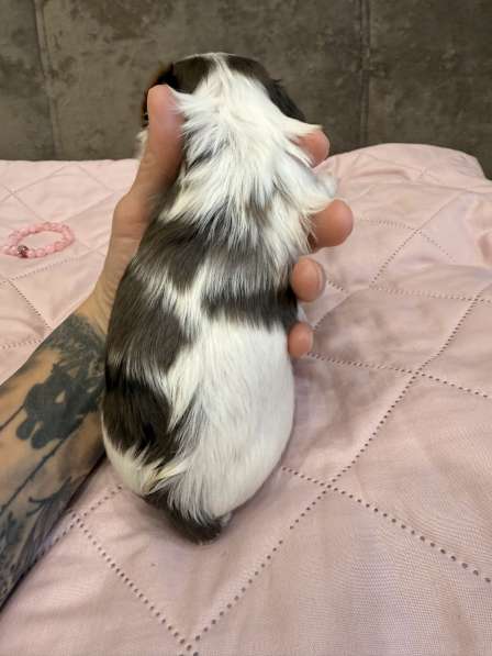 Йоркширский терьер цветной в Сургуте фото 8