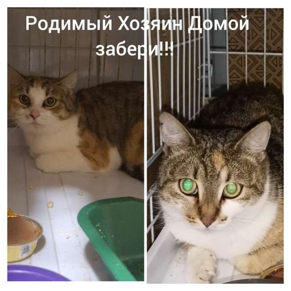 Две кошки ищут Дом
