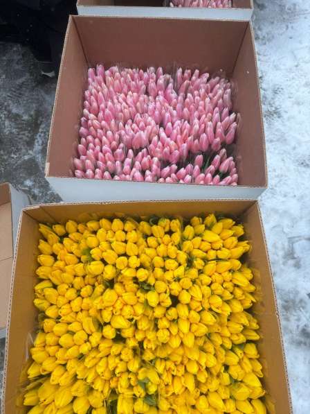 Тюльпаны оптом в Краснодаре фото 3