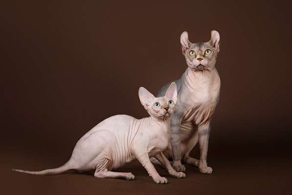 Гуманоид? Котёнок Эльф, бамбино, двэльф, сфинкс! в Ярославле фото 7