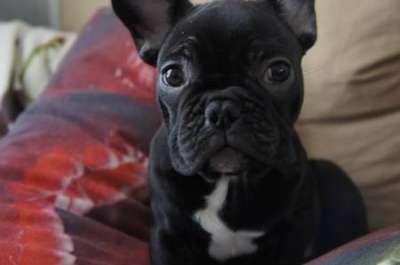Отдам даром Щенки французского бульдога в Санкт-Петербурге фото 3
