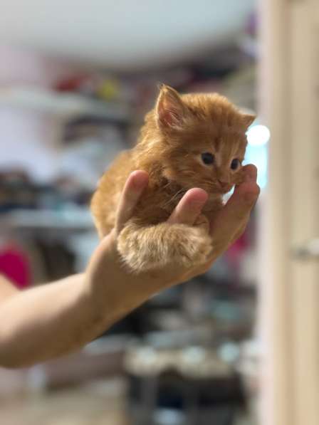 Котята в Москве фото 8