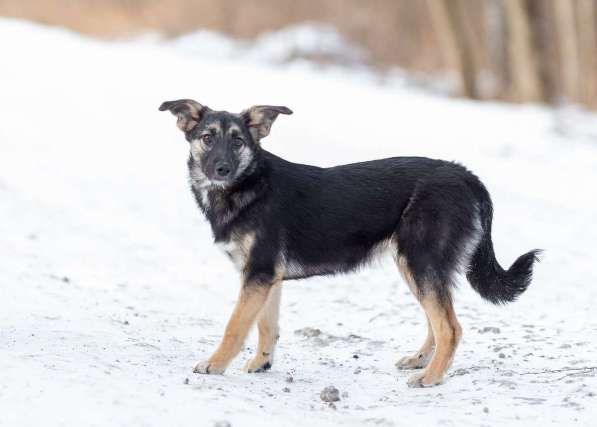 Весёлая девочка Золушка в самые добрые руки! в Москве фото 6