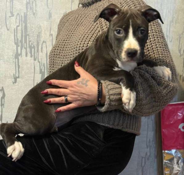 Голубая девочка Амстаффтерьера в Москве фото 9